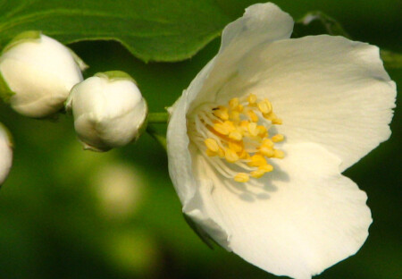 Цветущий жасмин