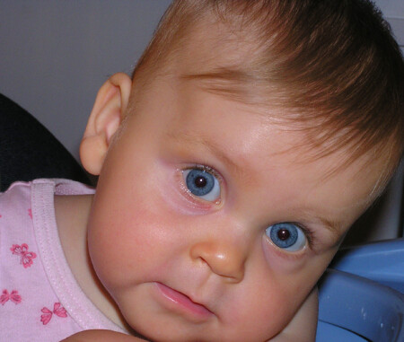 синеглазка