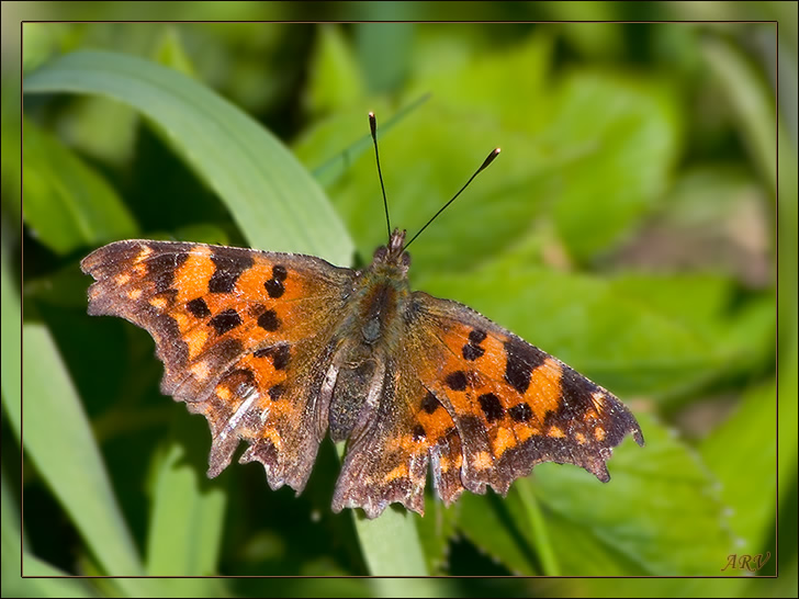 Углокрыльница C-белое (Polygonia C-album L.)