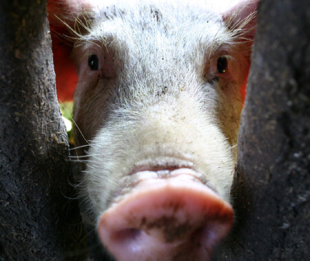 разрешите к вам на огонек?