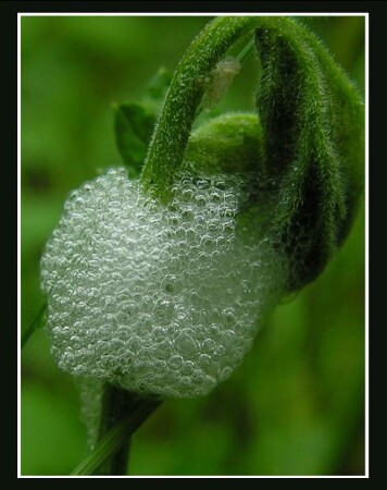 Зарождение новой жизни