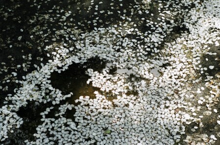 Яблоневый цвет