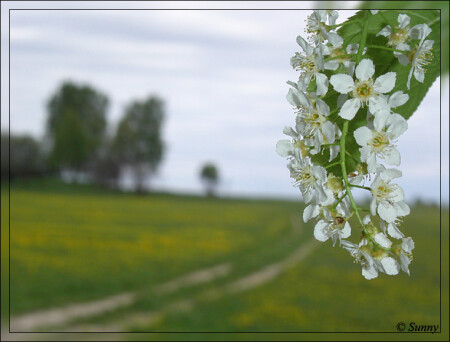 Поздневесенняя