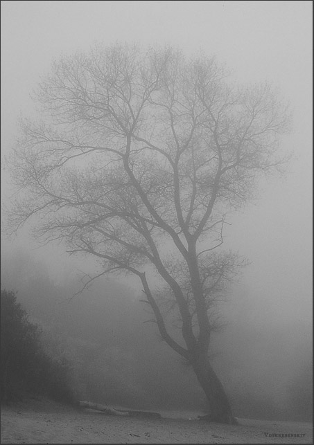 Fog