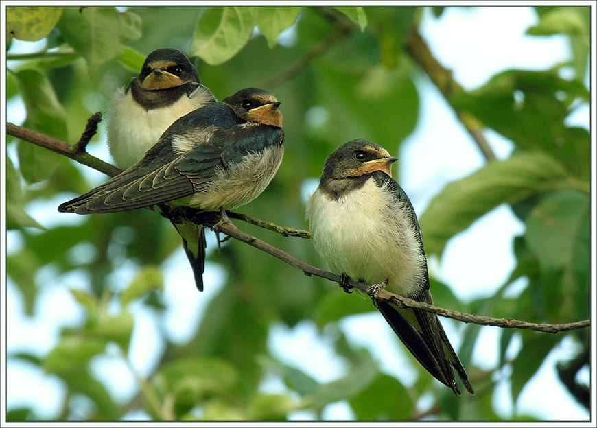 Деревенская ласточка, Hirundo rustica.
