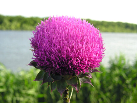 Не колючая колючка