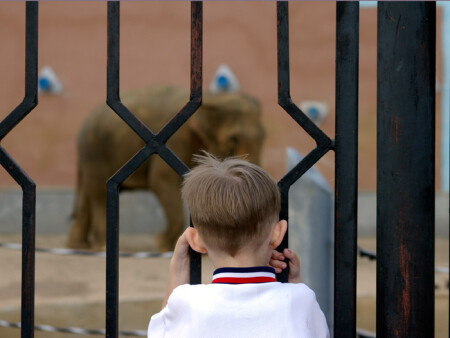 Мальчик и Слон