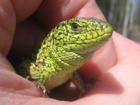 Дракончик-с-пальчик