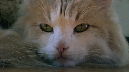 Эти глаза напротив...