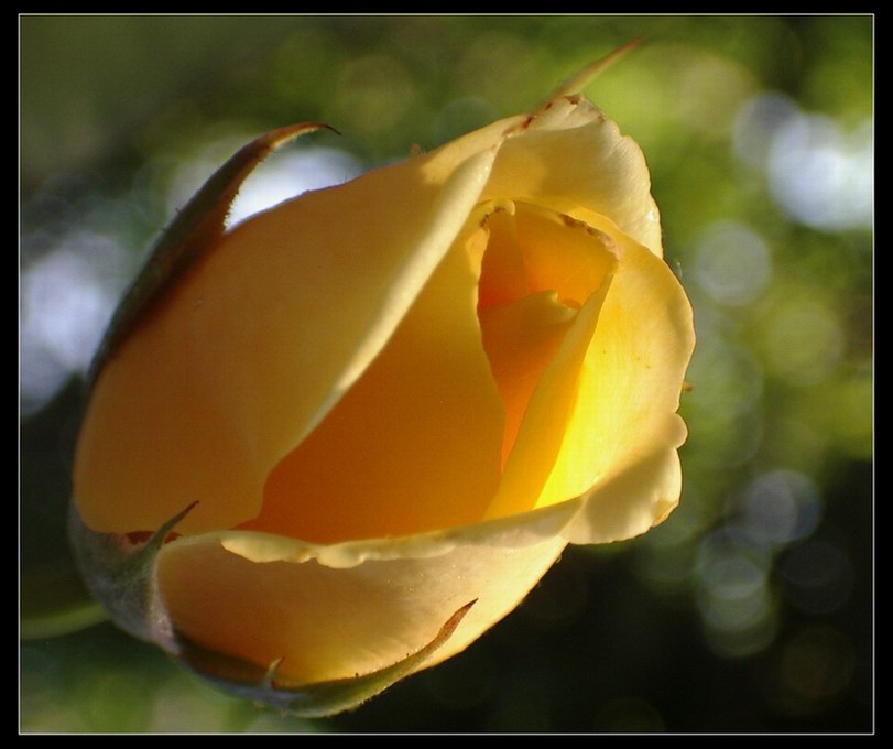 Just a rose!