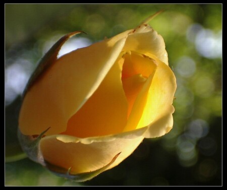 Just a rose!