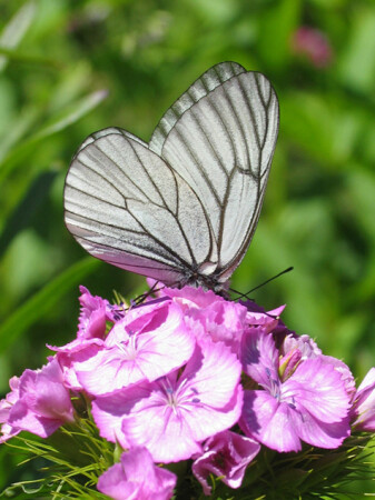 обычная капустница