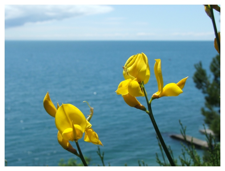 flowers of June. IV.
