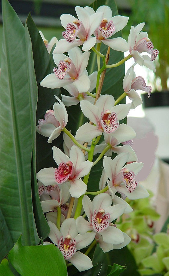KEUKENHOF – праздник весенней мозаики 11