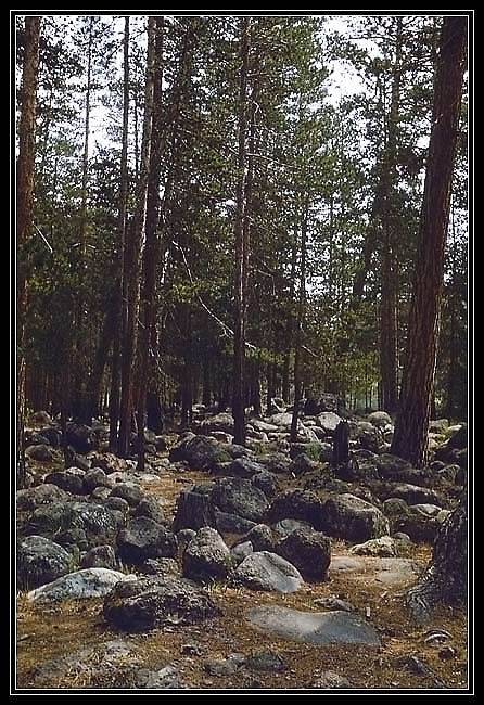 Баксанская долина. Лес.