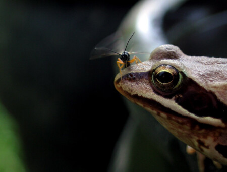 А вдруг я тебя съем...