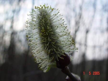 Признаки весны