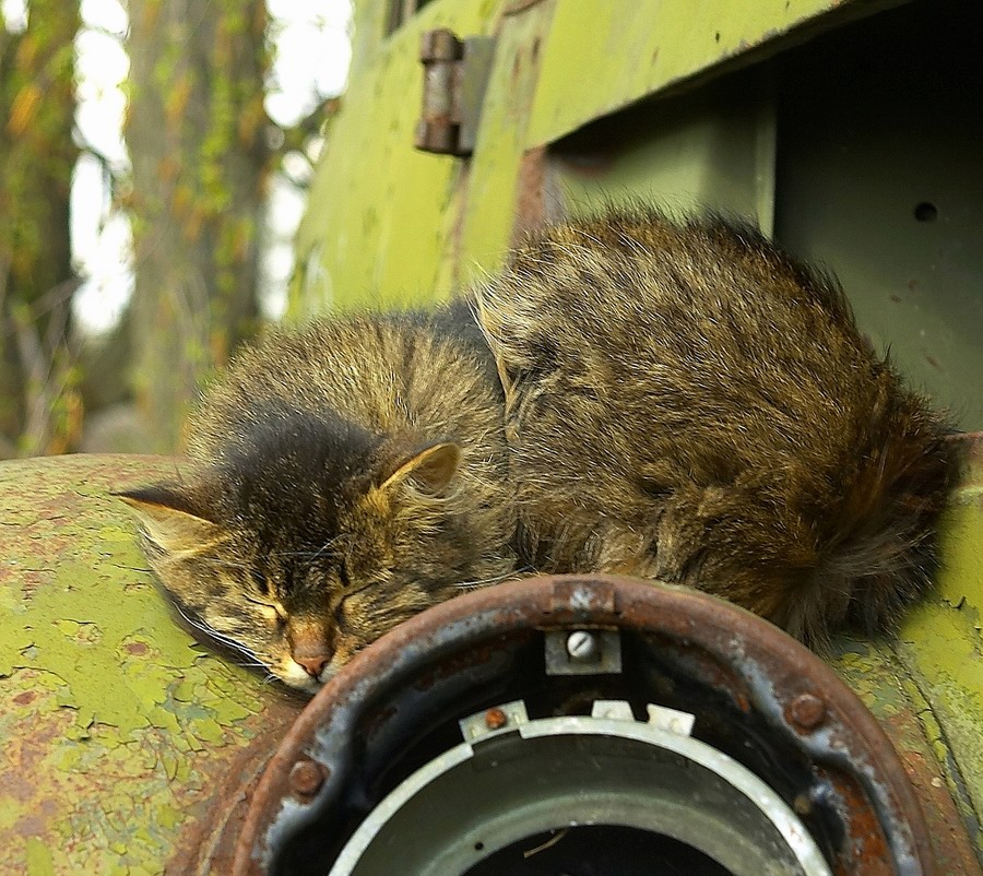 Про железки и живое