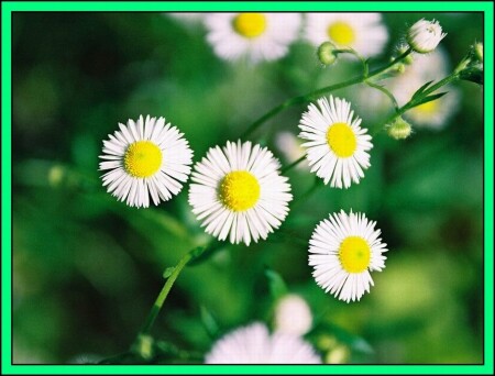 Flowers of June