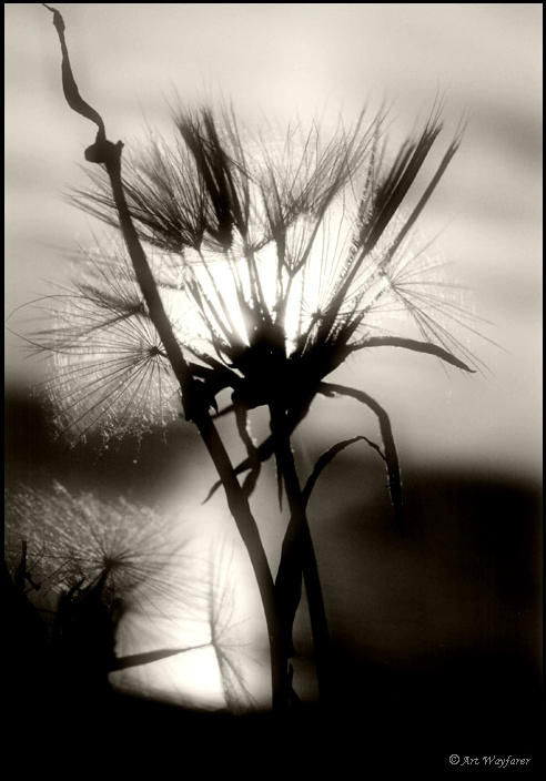 Silence 
