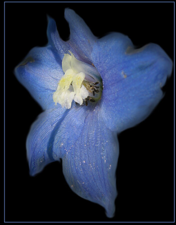Delphinium cuitorum