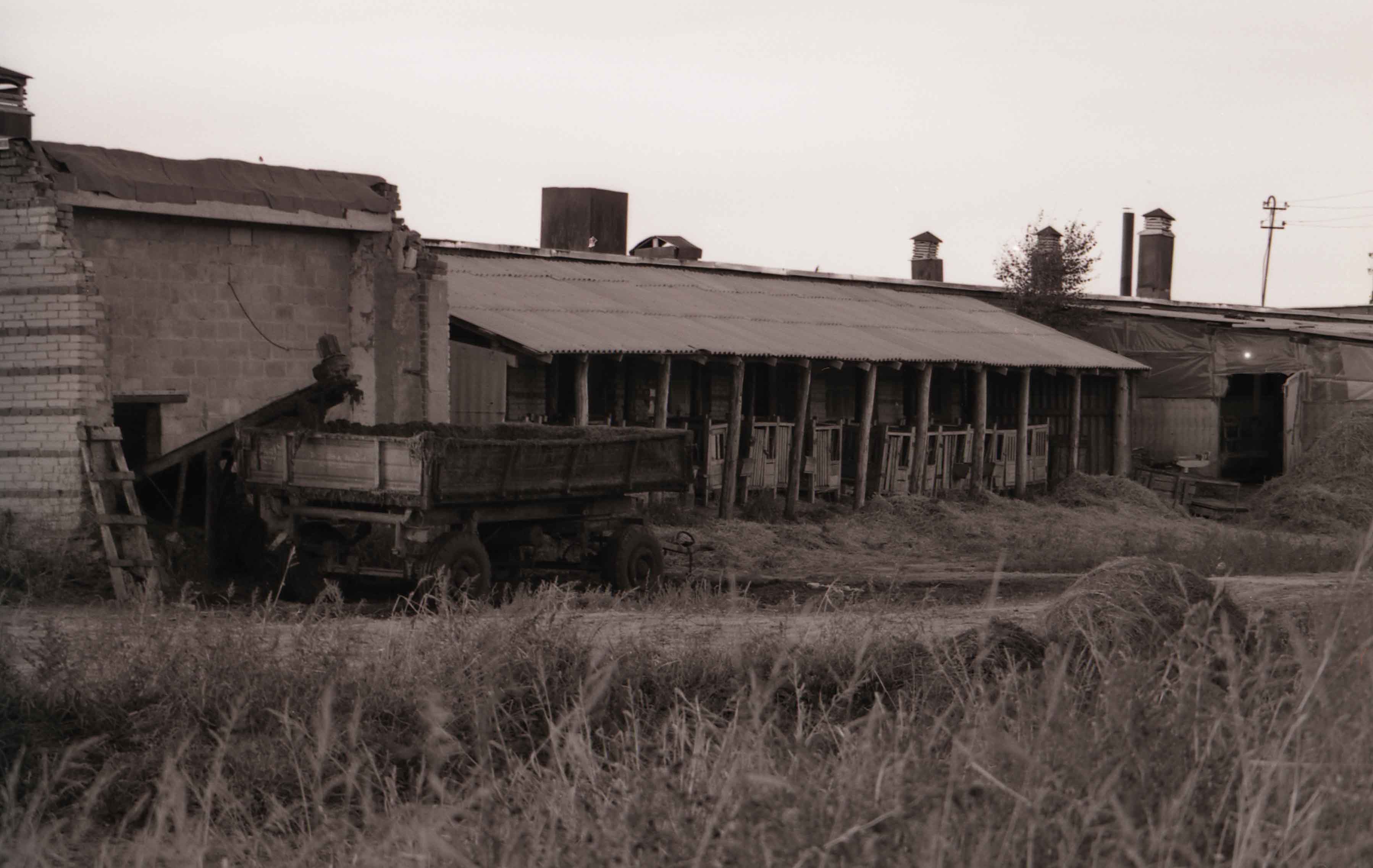 Коровник
