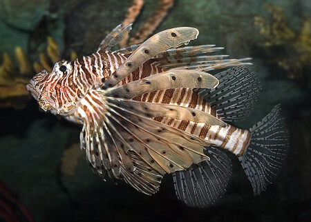 FISHка
