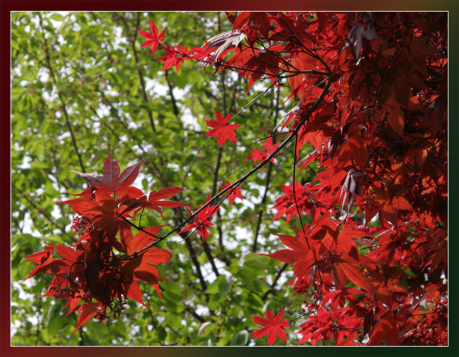 United colors of summer...