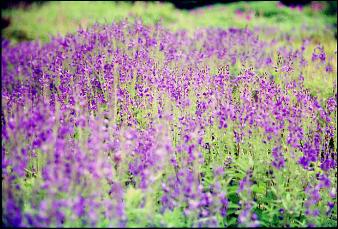 lavender love