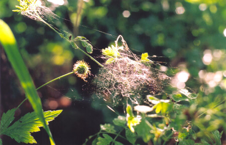 А говорят пауки гнёзд не вьют...