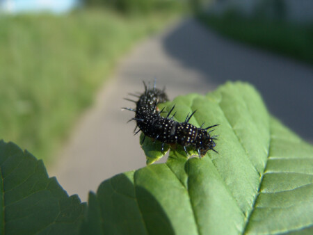 caterpillar