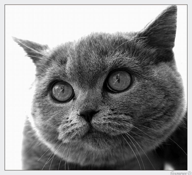 Солнечный кот