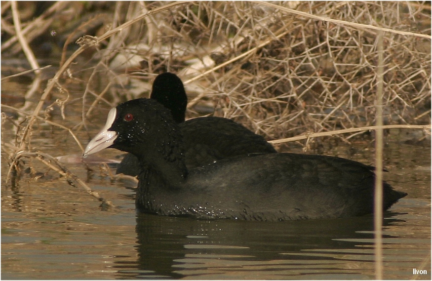 ЛЫСУХА Fulica atra