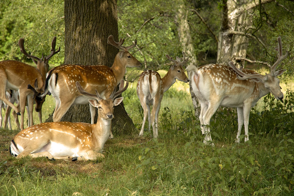 Королевская семья