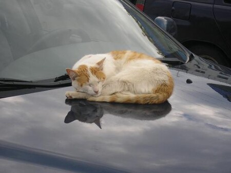 не доехал до дому