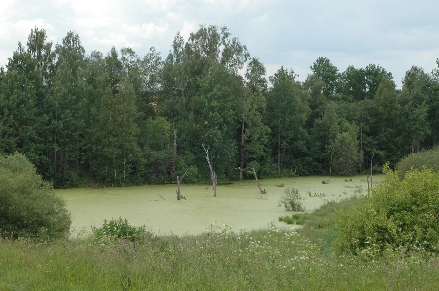 В зеленых тонах..