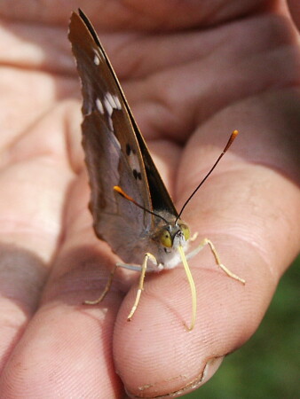 Заклевали!!!
