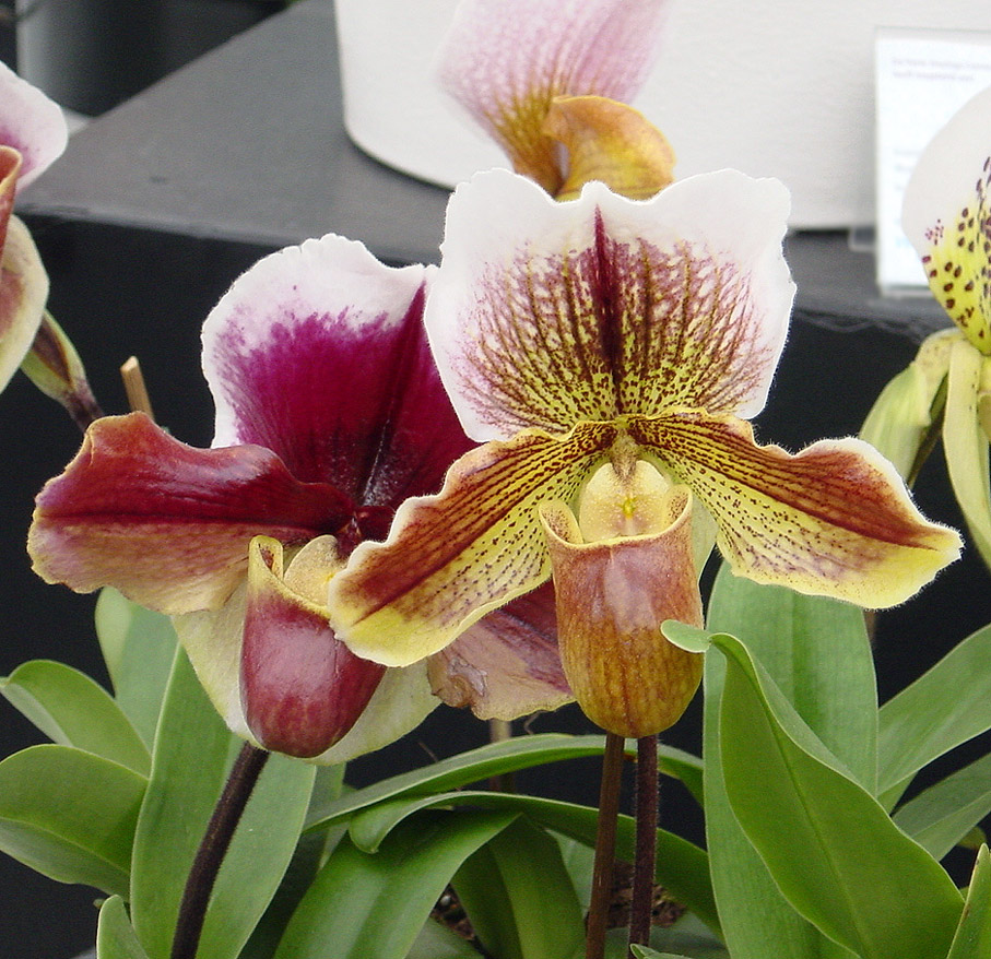 KEUKENHOF – праздник весенней мозаики 14