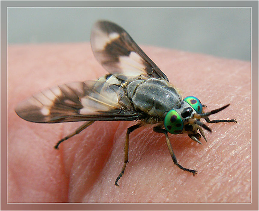 Треугольная муха. Слепень и Овод. Слепни (Tabanidae). Паут Овод слепень. Муха Овод и слепень.