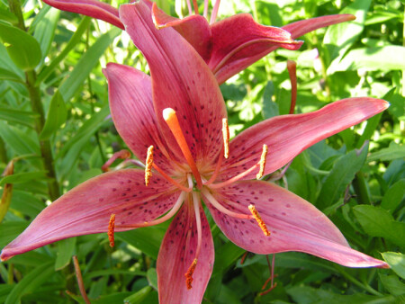 Orange Lily