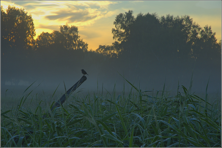 The Birdie...