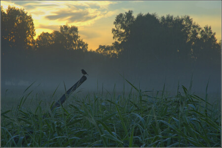 The Birdie...