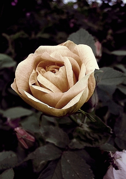 rose*
