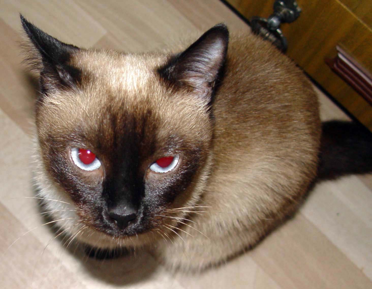 Кошка