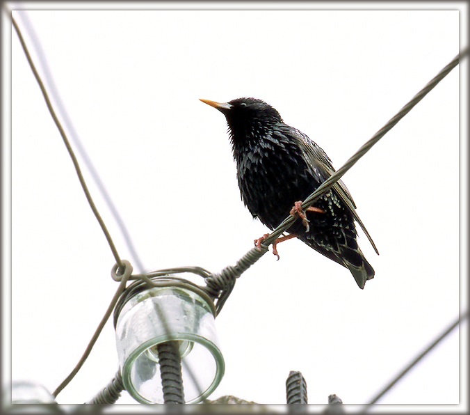 Bird on a Wire