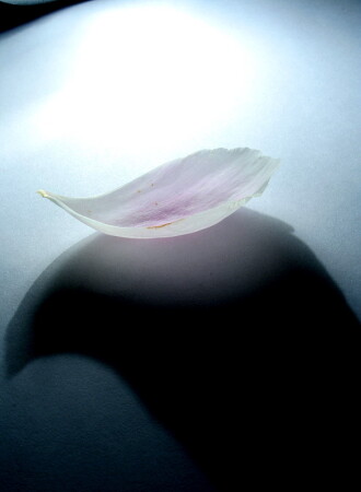 кусочек пиона