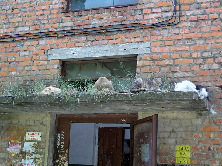 Лежбище котиков