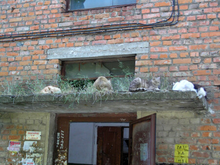 Лежбище котиков