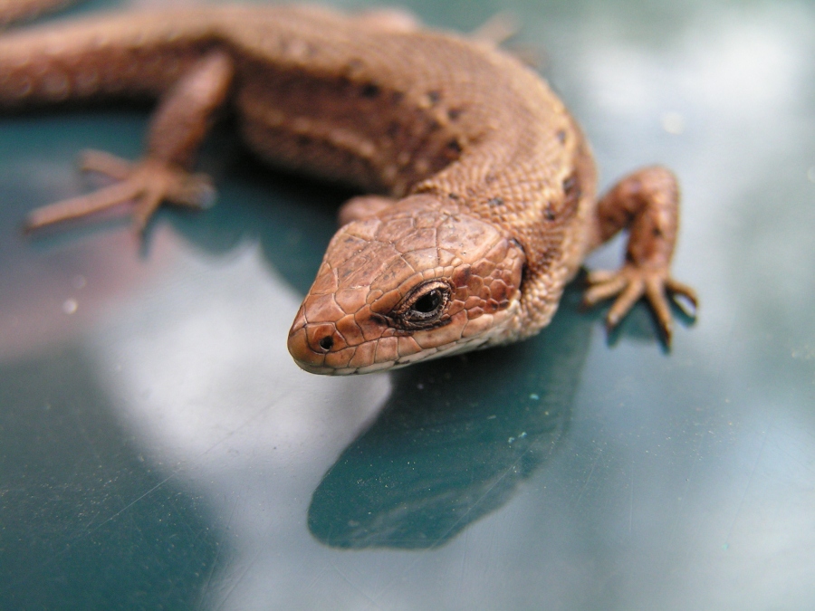 Lacerta agilis
