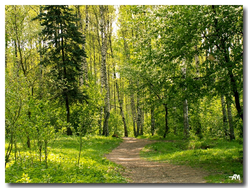 Лесные дорожки